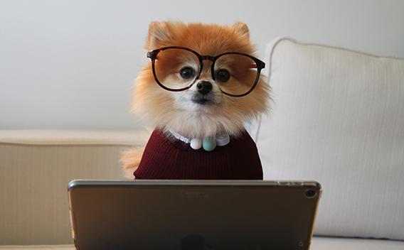 Attentive dog with glasses seated before laptop